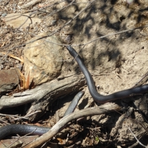 Pseudechis porphyriacus at Paddys River, ACT - 21 Oct 2018