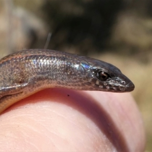 Anepischetosia maccoyi at Paddys River, ACT - 6 Oct 2021