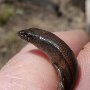 Anepischetosia maccoyi at Paddys River, ACT - 6 Oct 2021 01:04 PM