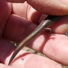 Anepischetosia maccoyi at Paddys River, ACT - 6 Oct 2021 01:04 PM