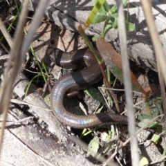 Anepischetosia maccoyi at Paddys River, ACT - 6 Oct 2021