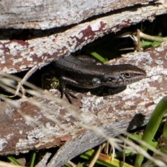 Pseudemoia entrecasteauxii (Woodland Tussock-skink) at Namadgi National Park - 8 Oct 2021 by HarveyPerkins