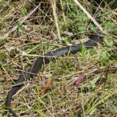 Pseudechis porphyriacus (Red-bellied Black Snake) at Tennent, ACT - 8 Oct 2021 by HarveyPerkins