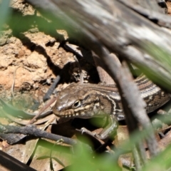 Liopholis whitii (White's Skink) at Cotter River, ACT - 8 Oct 2021 by HarveyPerkins