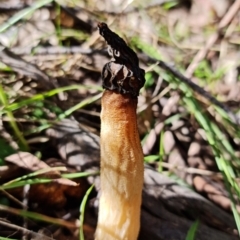 Morchella elata group (Morel) at Paddys River, ACT - 8 Oct 2021 by RobG1