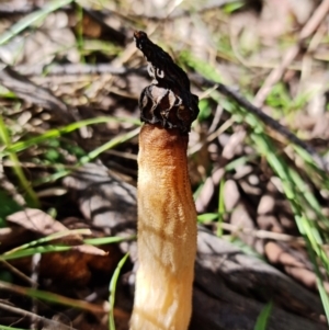 Morchella elata group at Paddys River, ACT - suppressed