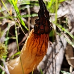 Morchella elata group at Paddys River, ACT - suppressed