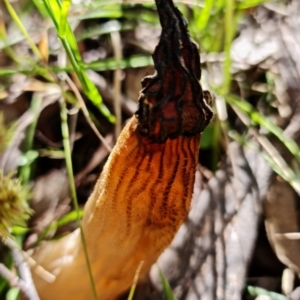 Morchella elata group at Paddys River, ACT - suppressed