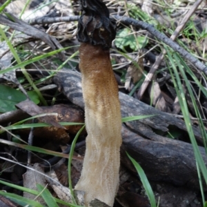 Morchella elata group at Paddys River, ACT - suppressed