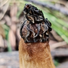 Morchella elata group at Paddys River, ACT - suppressed