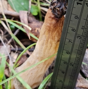 Morchella elata group at Paddys River, ACT - suppressed