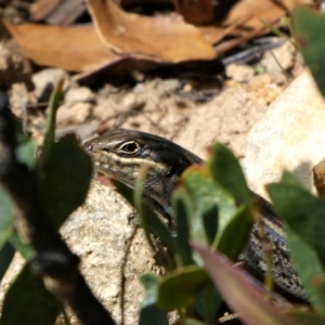 Liopholis whitii at Cotter River, ACT - 8 Oct 2021