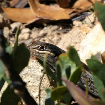 Liopholis whitii (White's Skink) at Namadgi National Park - 8 Oct 2021 by HarveyPerkins