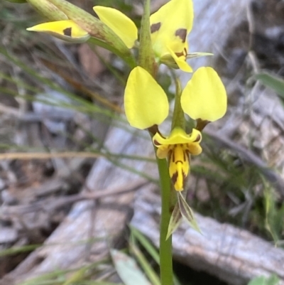 Diuris sulphurea (Tiger Orchid) at Wingecarribee Local Government Area - 9 Oct 2021 by JanetMW