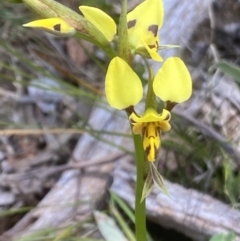 Diuris sulphurea (Tiger Orchid) at Woodlands - 9 Oct 2021 by JanetMW