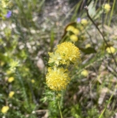 Phebalium squamulosum (Scaly Phebalium) at Wingecarribee Local Government Area - 8 Oct 2021 by JanetMW