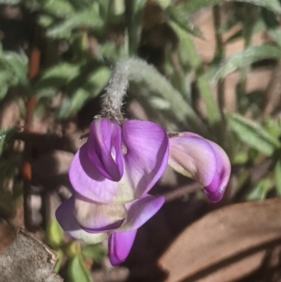 Swainsona sericea (Silky Swainson-Pea) at Gundaroo, NSW - 9 Oct 2021 by MPennay