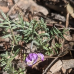 Swainsona sericea at Gundaroo, NSW - 9 Oct 2021