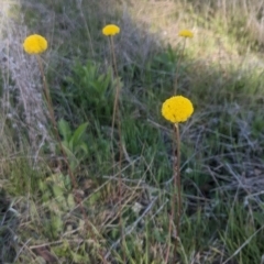 Craspedia sp. (Billy Buttons) at Gundaroo, NSW - 9 Oct 2021 by MPennay