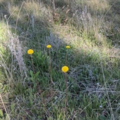 Craspedia sp. at Gundaroo, NSW - suppressed