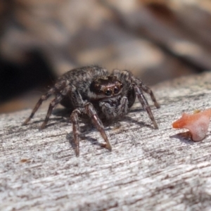 Maratus griseus at Coree, ACT - 9 Oct 2021 12:56 PM