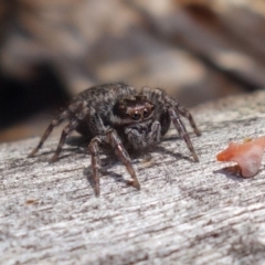 Hypoblemum griseum (Jumping spider) at Coree, ACT - 9 Oct 2021 by RobG1
