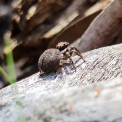 Maratus griseus at Coree, ACT - 9 Oct 2021 12:56 PM