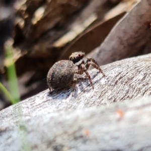 Maratus griseus at Coree, ACT - 9 Oct 2021 12:56 PM