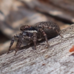 Maratus griseus at Coree, ACT - 9 Oct 2021 12:56 PM