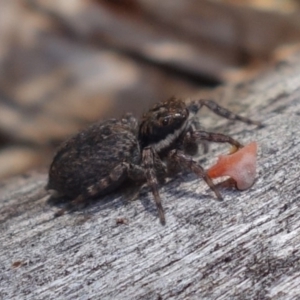 Maratus griseus at Coree, ACT - 9 Oct 2021 12:56 PM