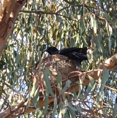 Corcorax melanorhamphos (White-winged Chough) at Yarralumla, ACT - 9 Oct 2021 by LSalmon