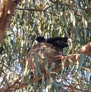 Corcorax melanorhamphos at Yarralumla, ACT - 9 Oct 2021