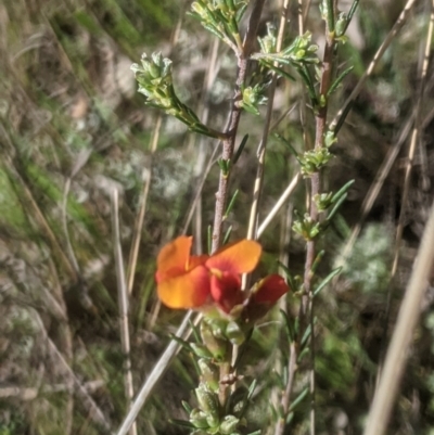 Dillwynia sericea (Egg And Bacon Peas) at Lake George, NSW - 9 Oct 2021 by MPennay