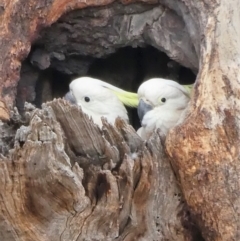 Cacatua galerita (Sulphur-crested Cockatoo) at Cooleman Ridge - 25 Nov 2019 by Chris Appleton