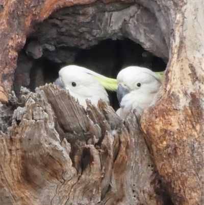 Cacatua galerita (Sulphur-crested Cockatoo) at Kambah, ACT - 25 Nov 2019 by Chris Appleton