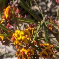 Daviesia leptophylla (Slender Bitter Pea) at Lake George, NSW - 9 Oct 2021 by MPennay