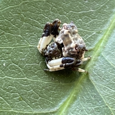 Celaenia excavata (Bird-dropping spider) at Jerrabomberra, NSW - 9 Oct 2021 by SteveBorkowskis