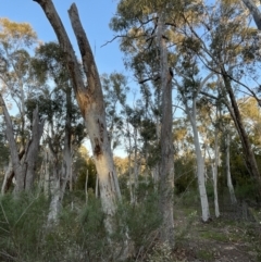 Callocephalon fimbriatum (Gang-gang Cockatoo) at Bruce Ridge - 9 Oct 2021 by JVR