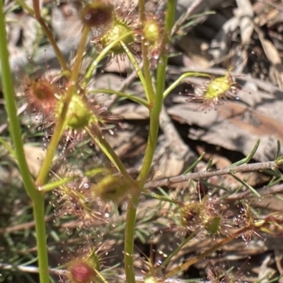 Drosera (genus) (A Sundew) at Bungendore, NSW - 2 Oct 2021 by yellowboxwoodland