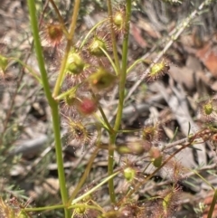 Drosera sp. at Bungendore, NSW - 2 Oct 2021