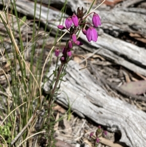 Tetratheca bauerifolia at Bungendore, NSW - 2 Oct 2021