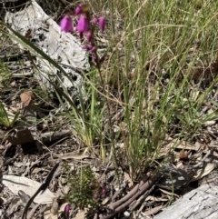 Tetratheca bauerifolia at Bungendore, NSW - 2 Oct 2021