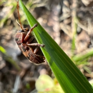 Cadmus (Cadmus) crucicollis at Murrumbateman, NSW - 8 Oct 2021