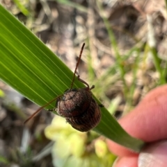 Cadmus (Cadmus) crucicollis at Murrumbateman, NSW - 8 Oct 2021 05:23 PM