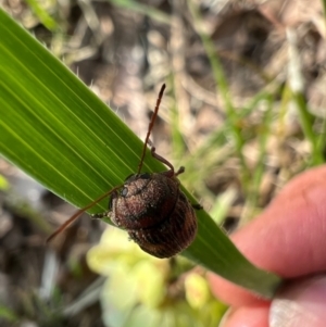 Cadmus (Cadmus) crucicollis at Murrumbateman, NSW - 8 Oct 2021 05:23 PM