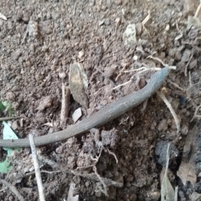 Saproscincus mustelinus (Weasel Skink) at Melba, ACT - 9 Oct 2021 by srthorn