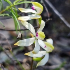 Caladenia ustulata (Brown Caps) at Coree, ACT - 9 Oct 2021 by RobG1