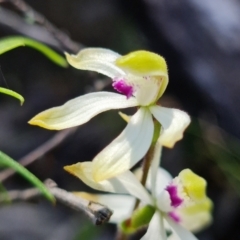 Caladenia ustulata at Coree, ACT - 9 Oct 2021