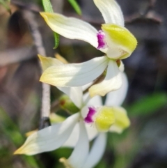 Caladenia ustulata at Coree, ACT - 9 Oct 2021