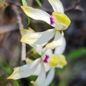 Caladenia ustulata at Coree, ACT - 9 Oct 2021